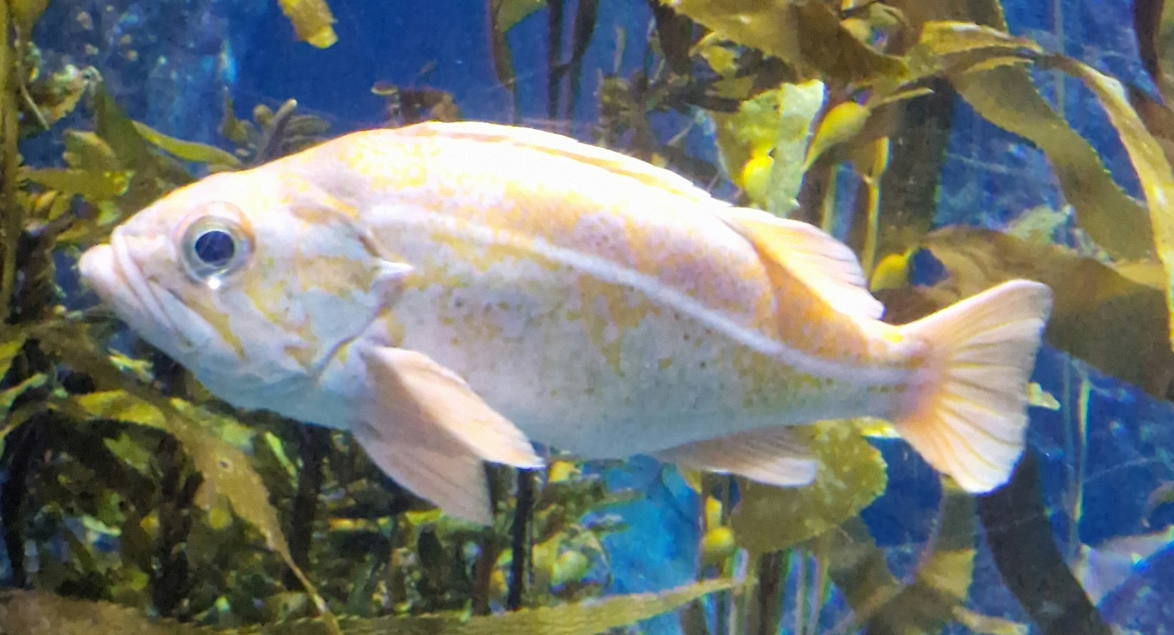Fish ID please? (Aquarium of the pacific)