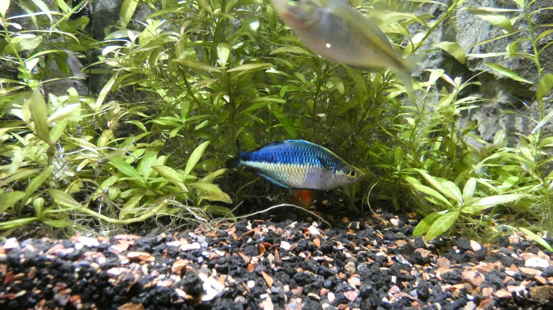 Fish ID Please - Saint Louis Aquarium at Union Station