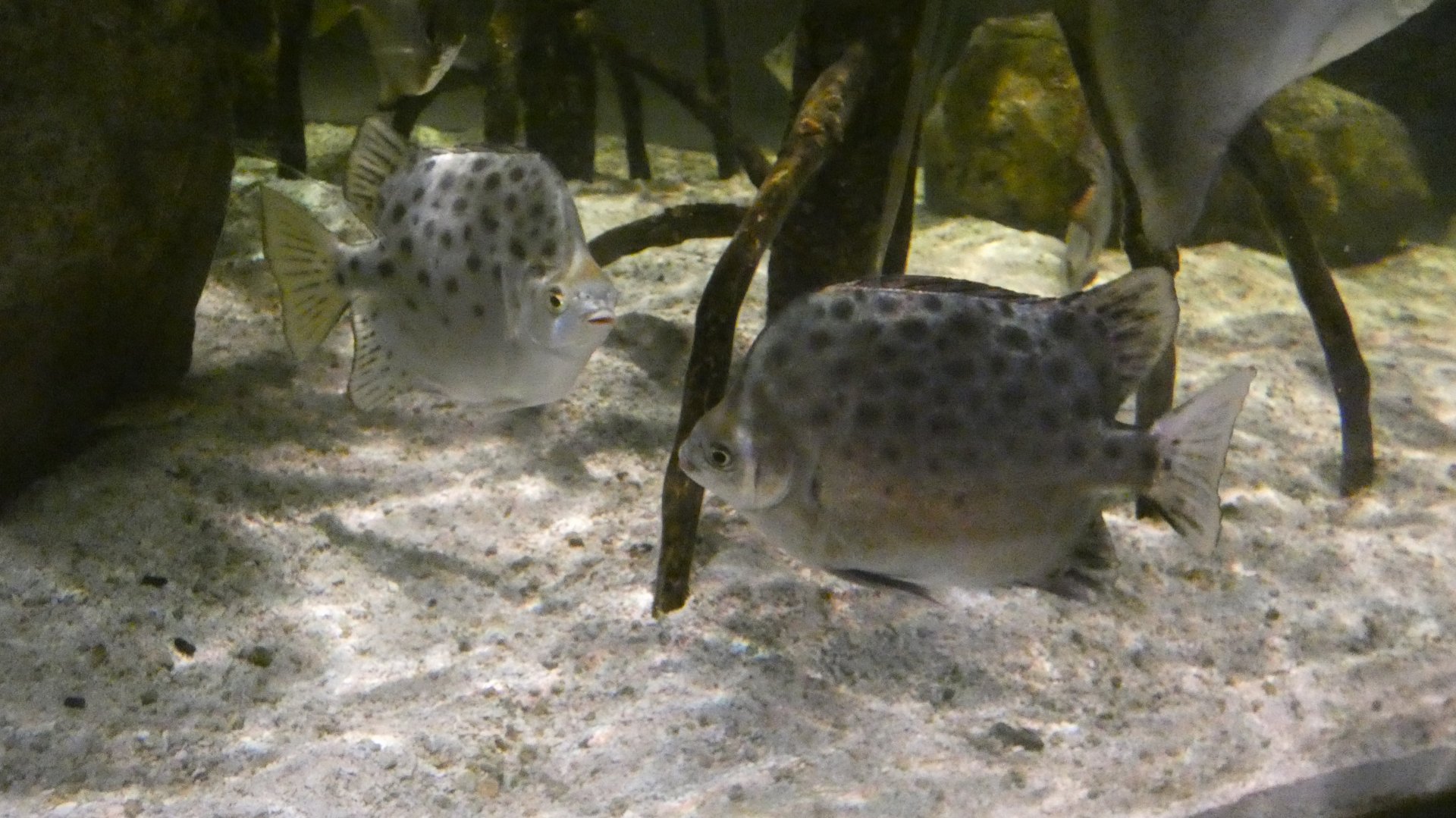 Fish ID Please - Saint Louis Aquarium at Union Station