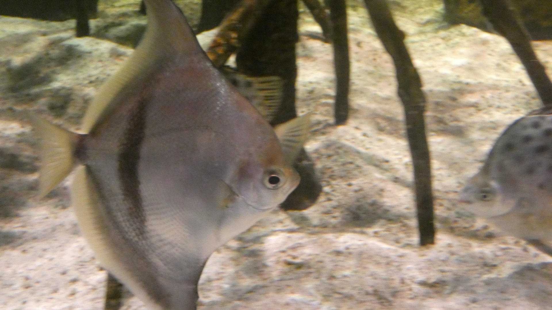 Fish ID Please - Saint Louis Aquarium at Union Station
