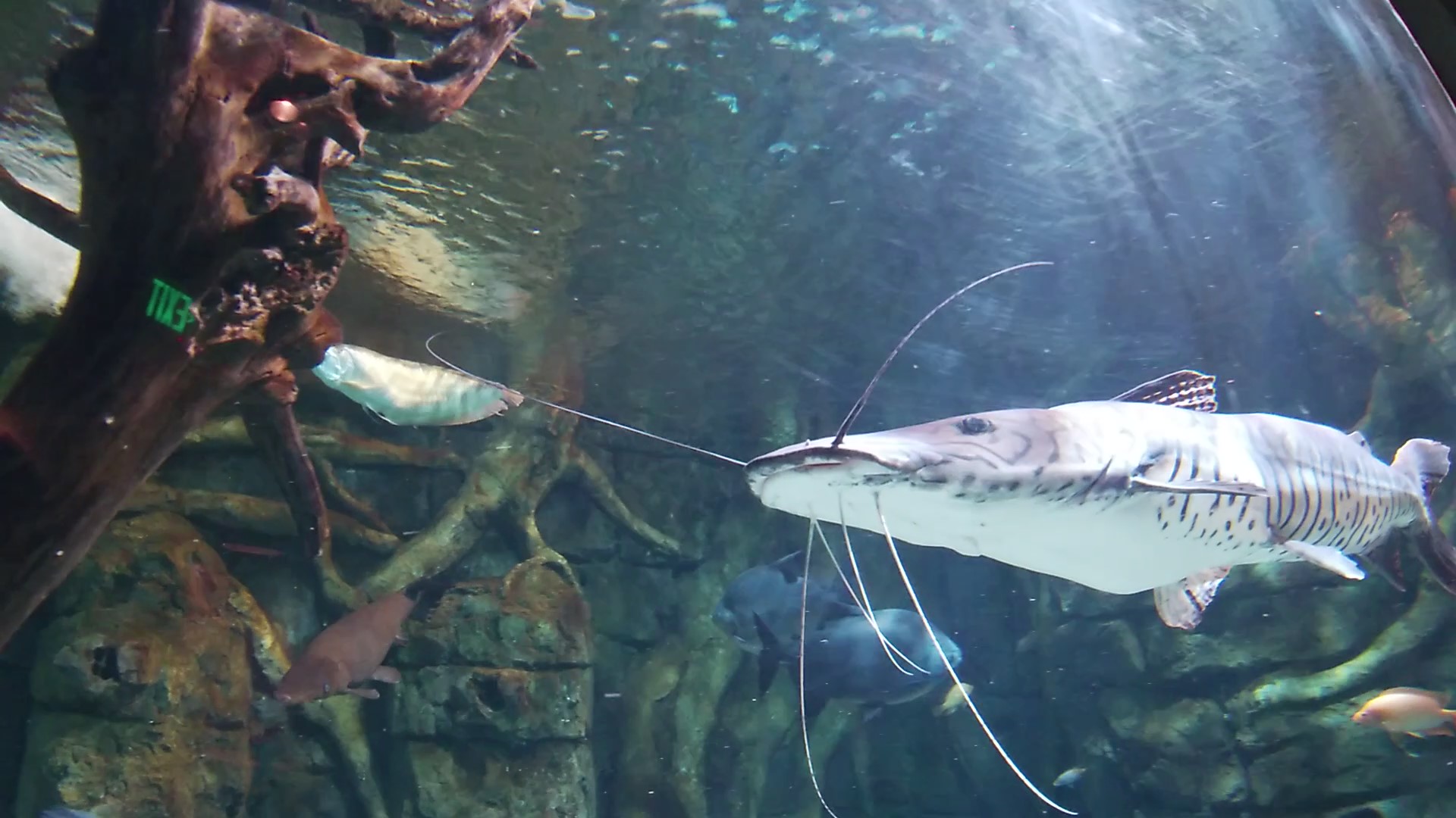 Fish ID Please - Saint Louis Aquarium at Union Station