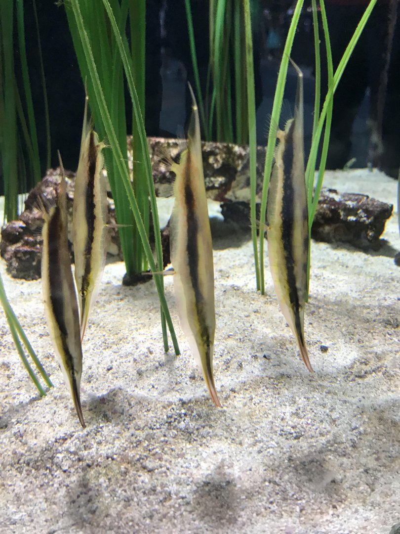 Fish? ID Please - Saint Louis Aquarium at Union Station