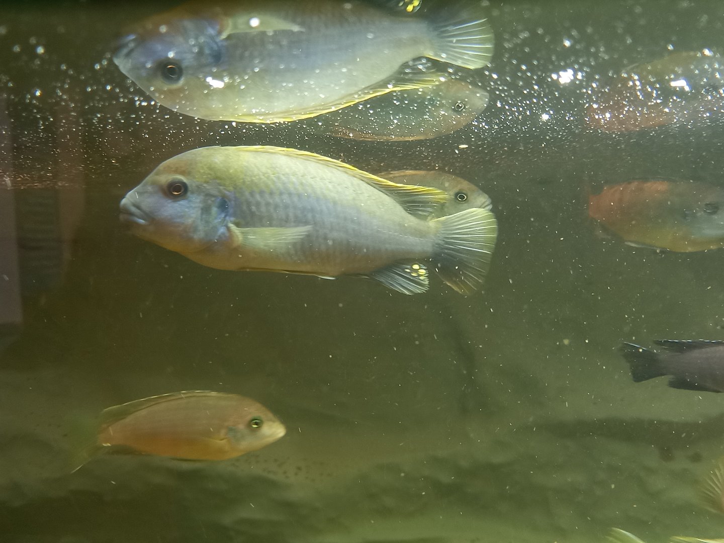 Fish ID - Psuedotropheus Socolofi? Or something else?