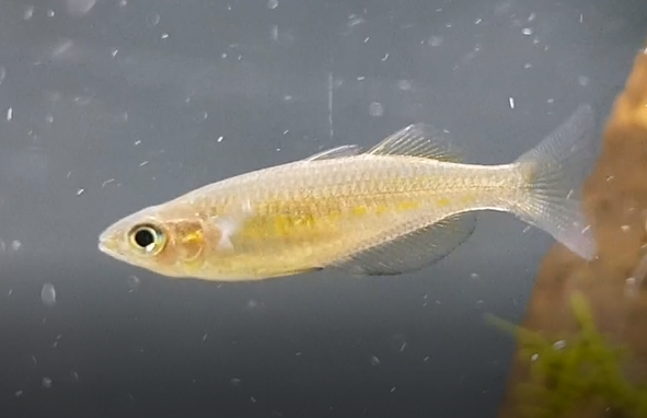 Fish ID ( rainbowfish-species ? )