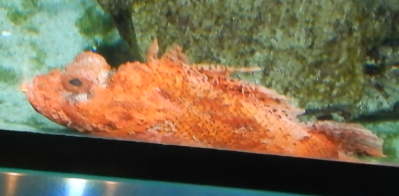 Fish ID - Red Scorpioncod?