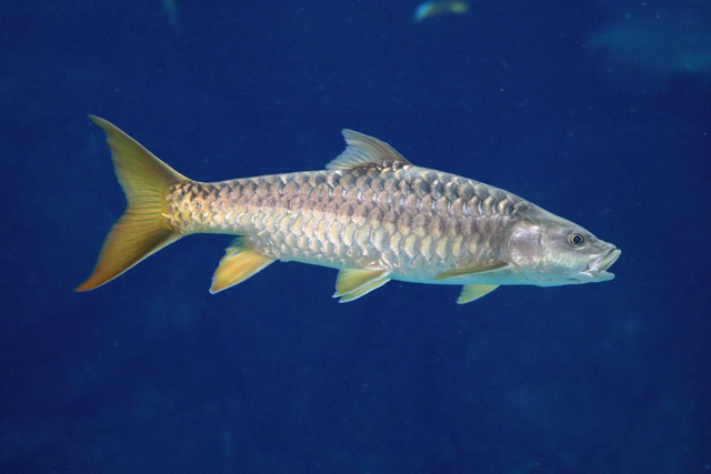 Fish ID - River Wonders (Singapore)