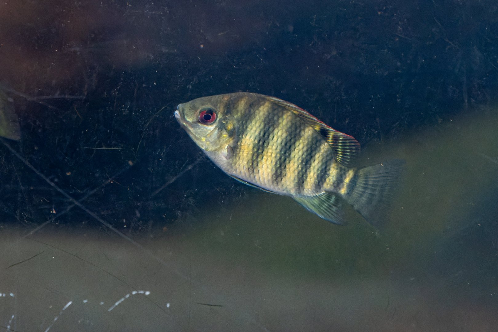 Fish ID - Safari Park Dvůr Králové