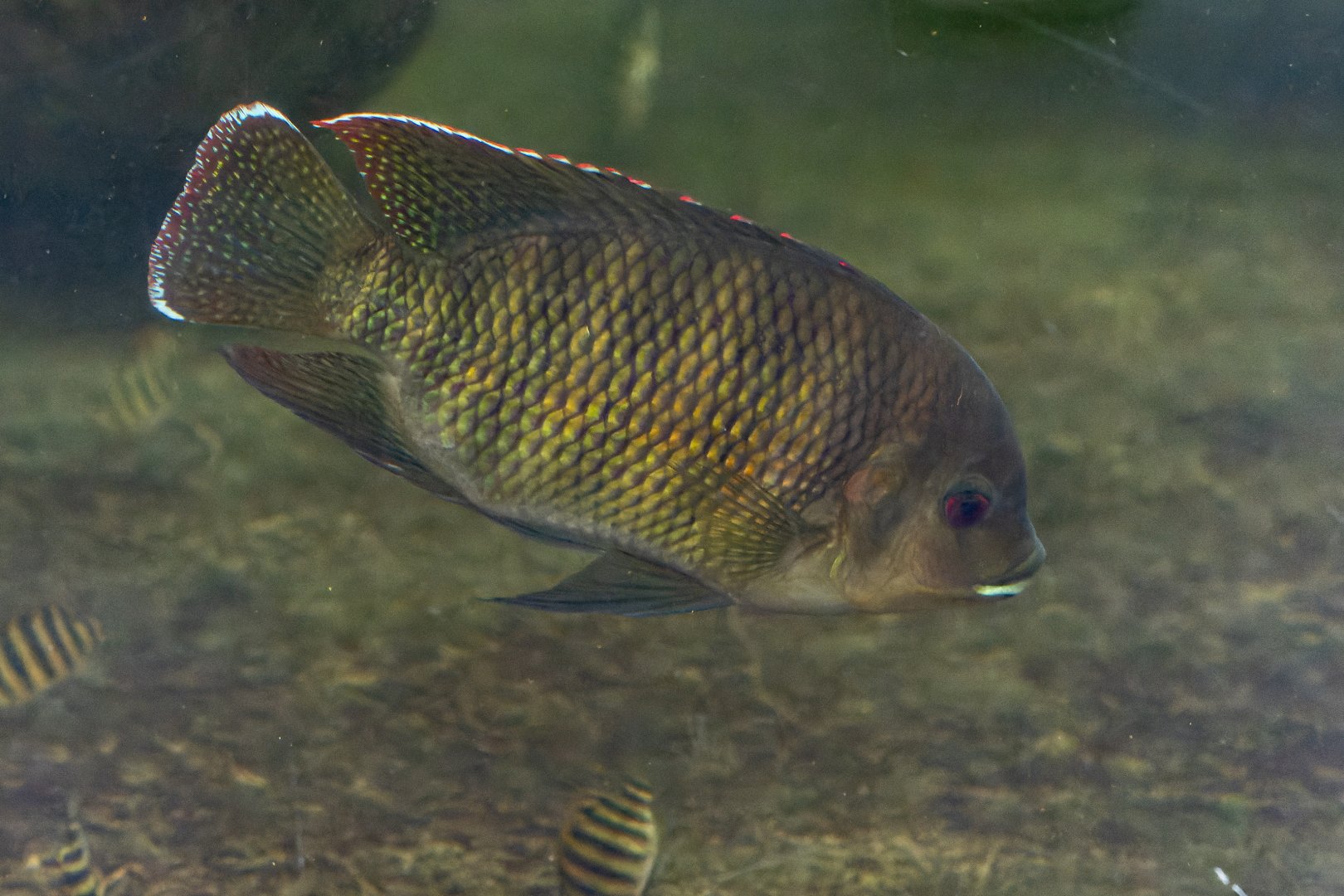 Fish ID - Safari Park Dvůr Králové