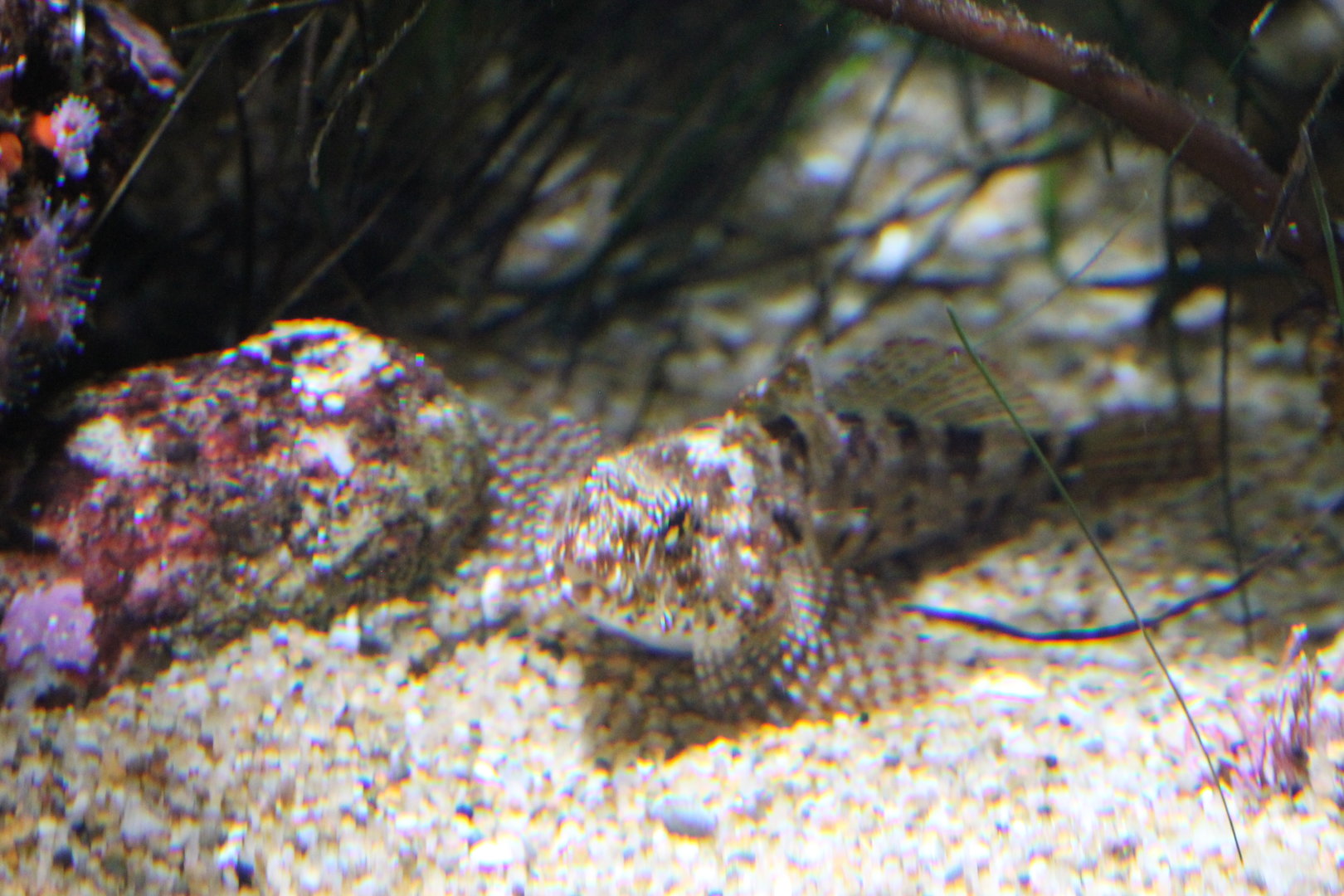 Fish ID (Sculpin sp.?)
