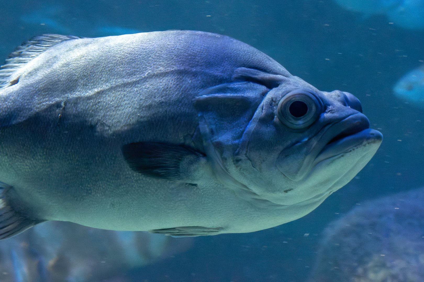 Fish ID - Sea Life Berlin