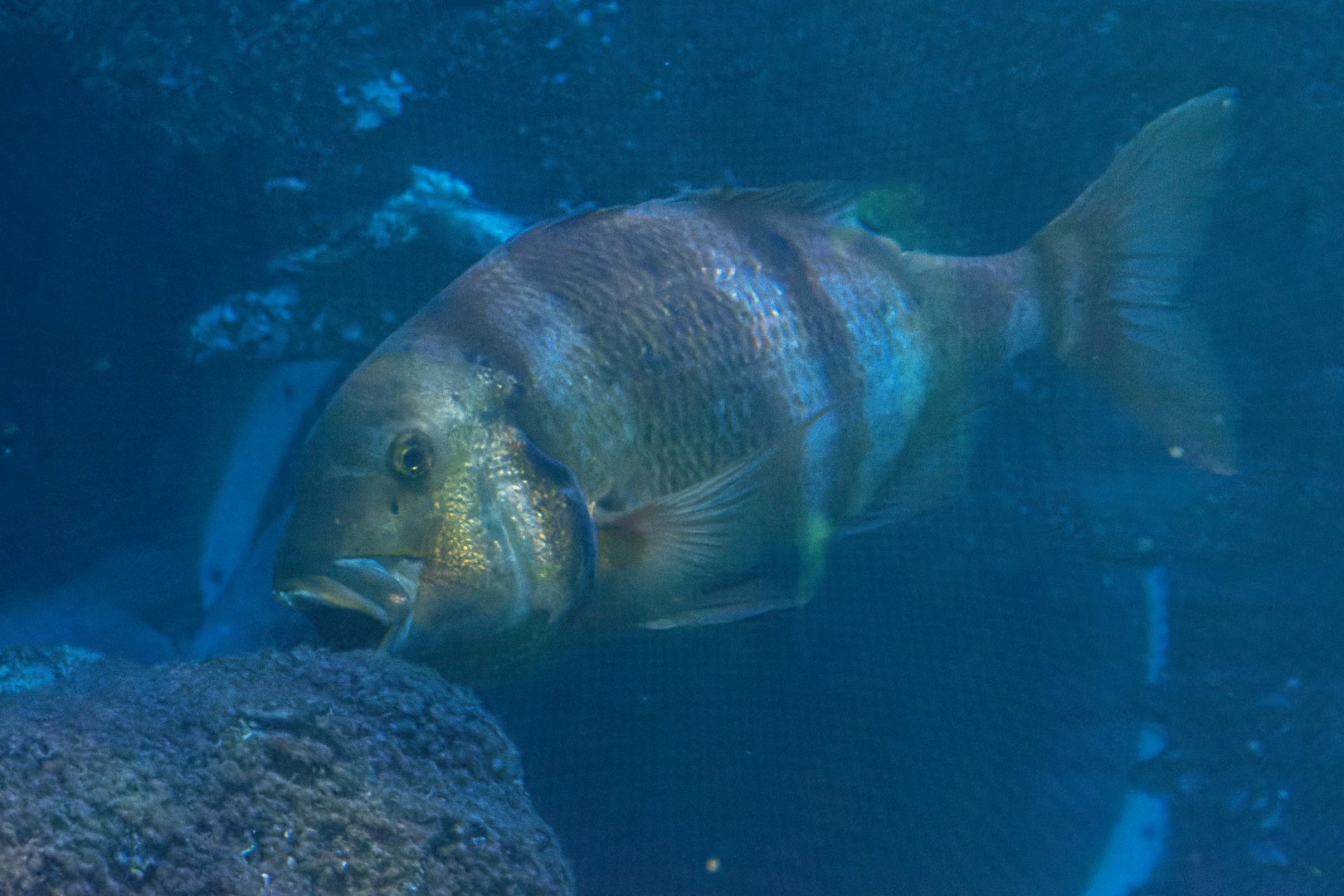 Fish ID - Sea Life Berlin