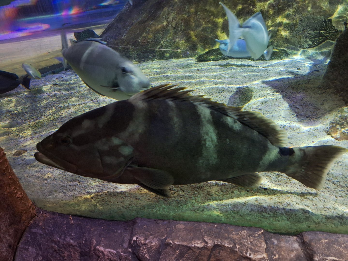 Fish ID - Sea Life Centre Birmingham