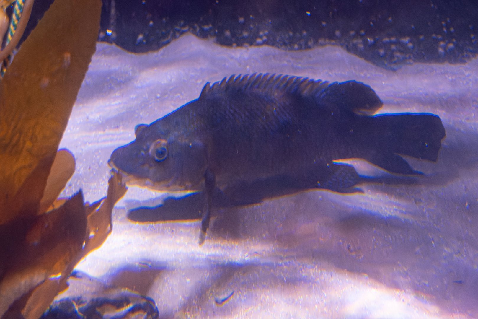 Fish ID - Sea Life London