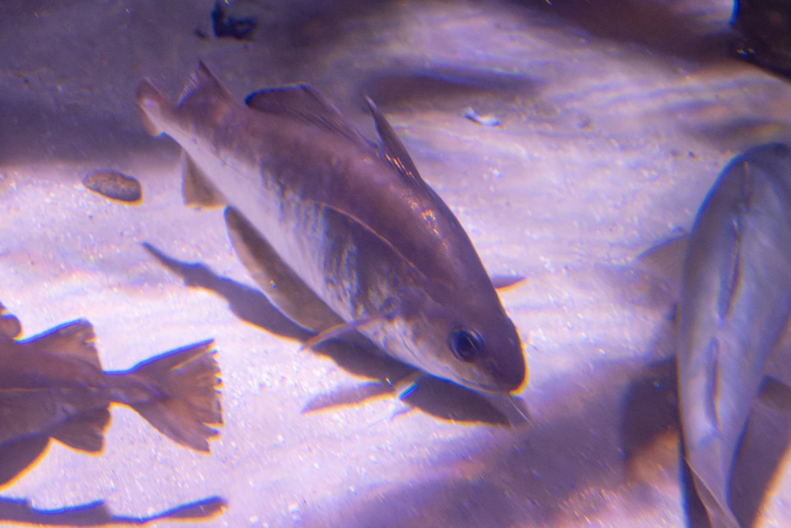 Fish ID - Sea Life London