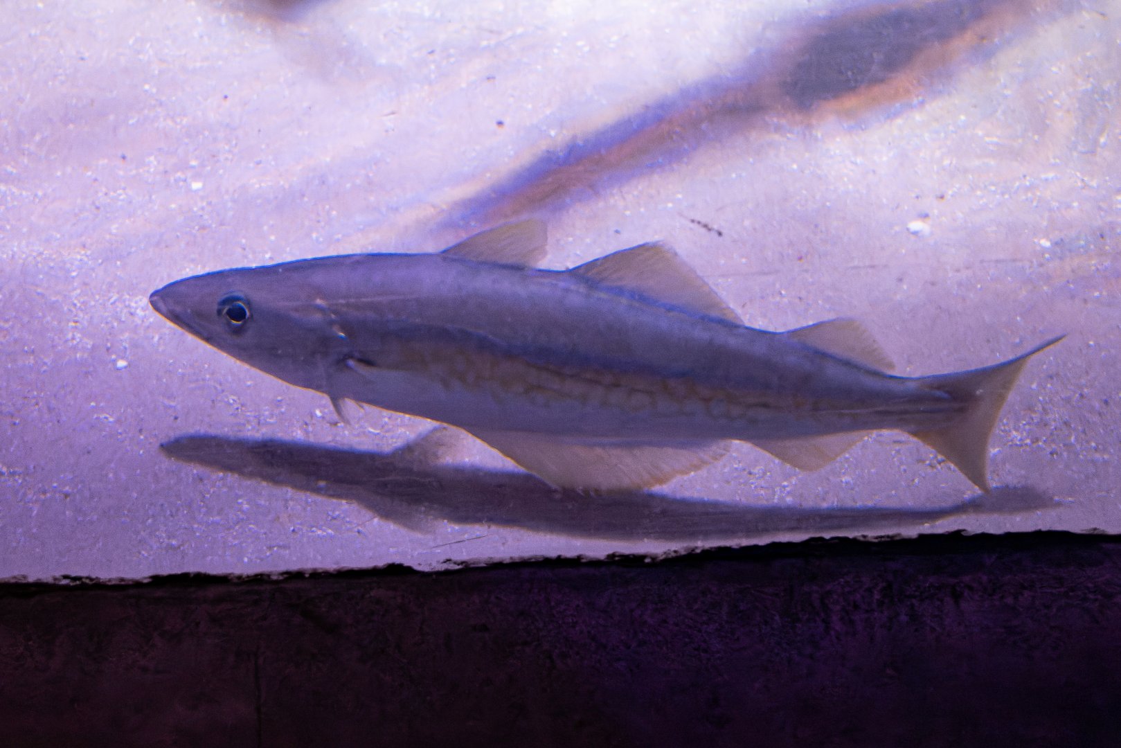 Fish ID - Sea Life London