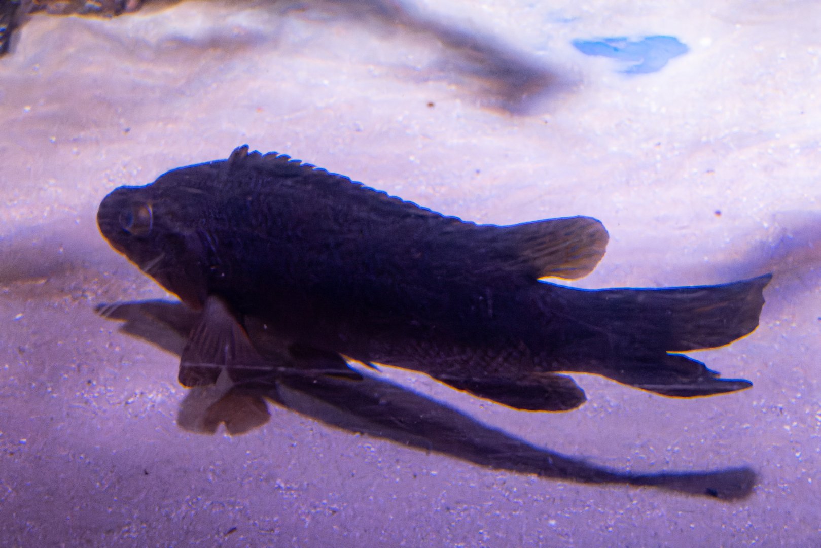 Fish ID - Sea Life London