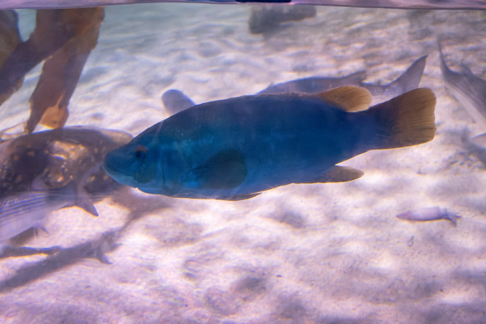 Fish ID - Sea Life London