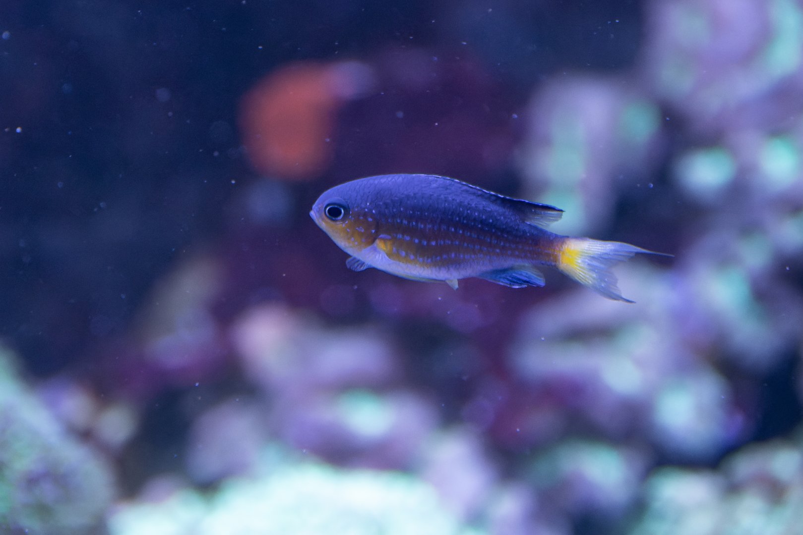 Fish ID - Sea Life London