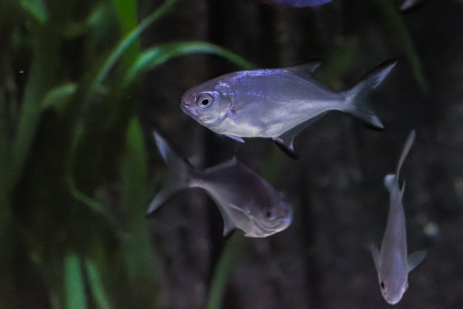 Fish ID - Sea Life München