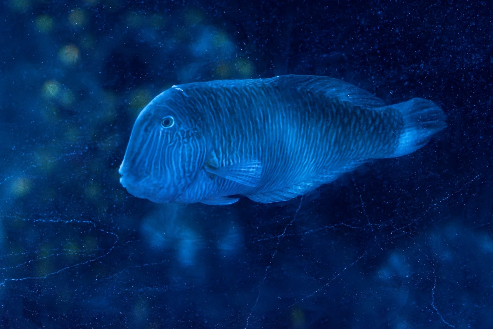 Fish ID - Sea Life München