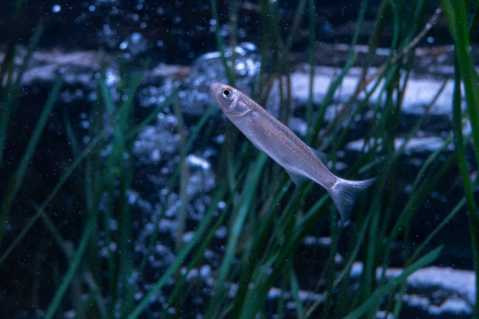 Fish ID - Sea Life München