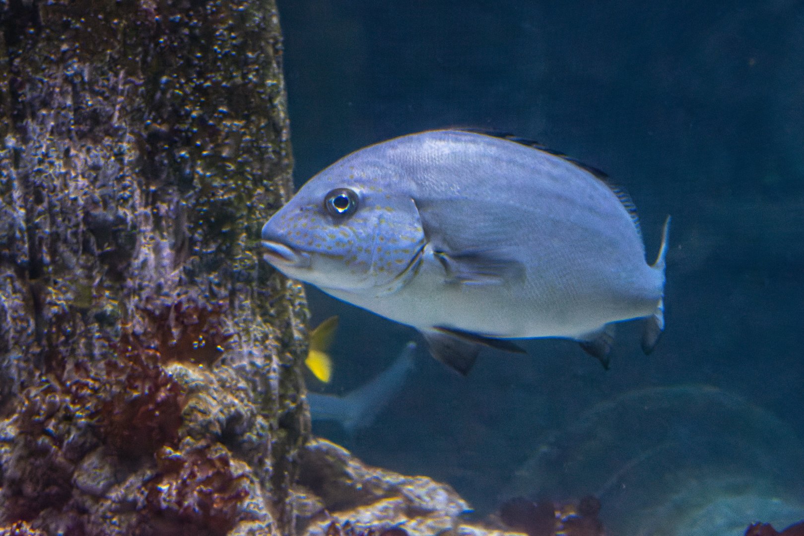 Fish ID - Sea Life München