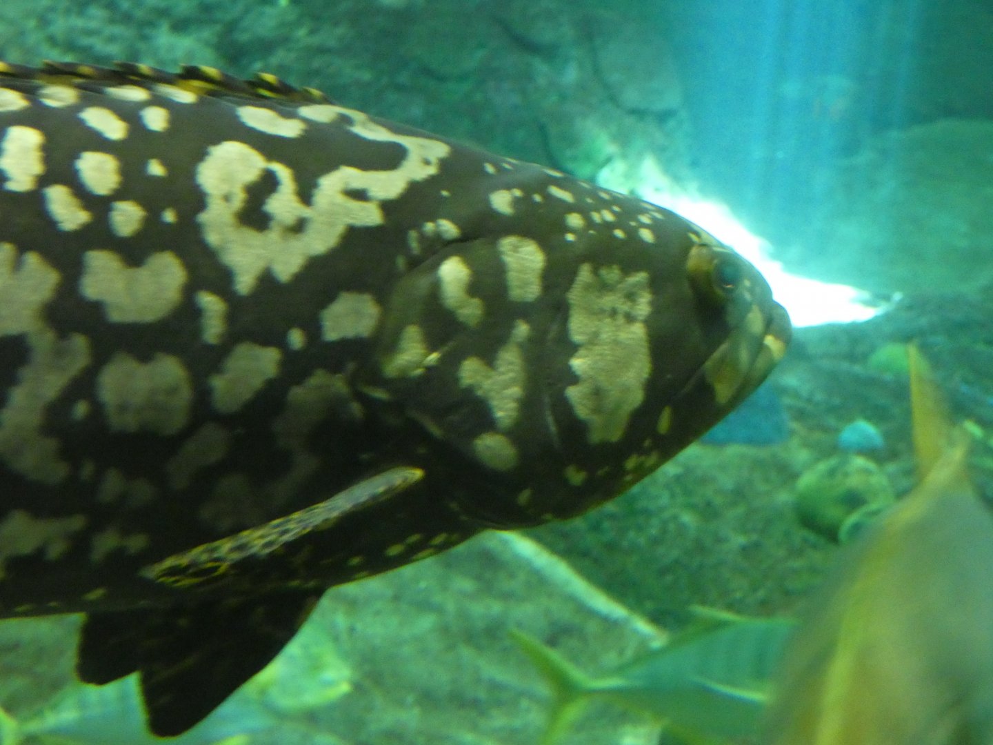 Fish ID? - Seaworld San Diego