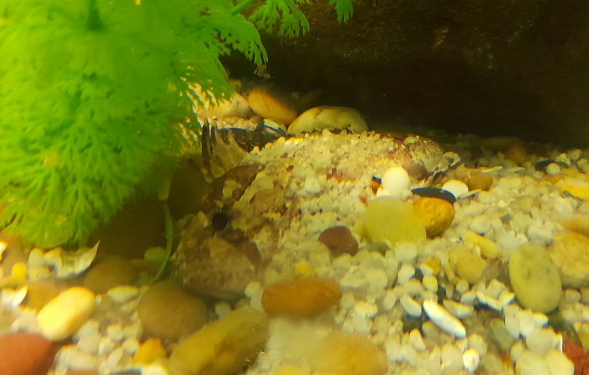 Fish ID - Seen at Seahorse World