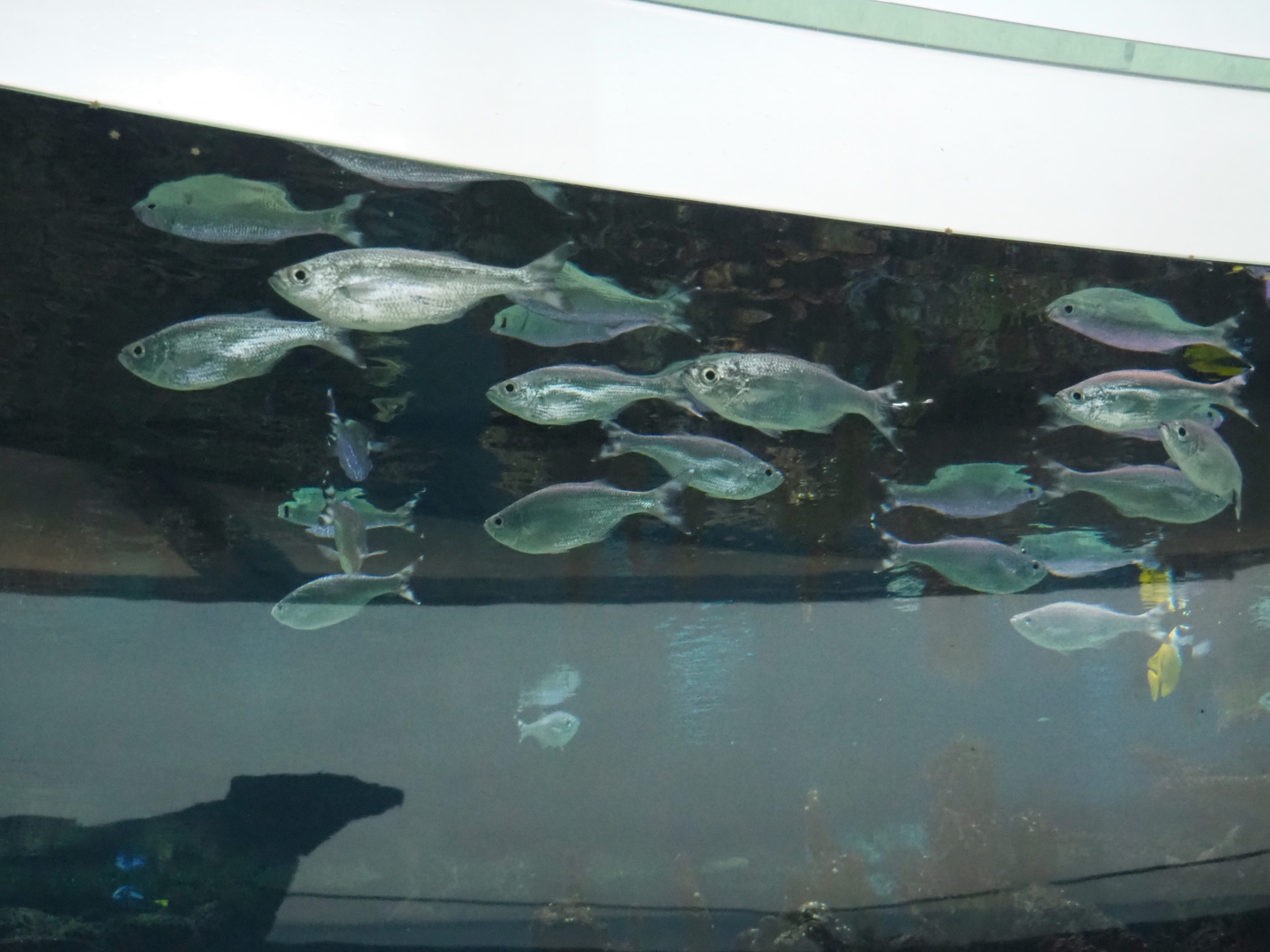 Fish ID - Shiny grey fish in Burgers' Ocean second lagoon tank