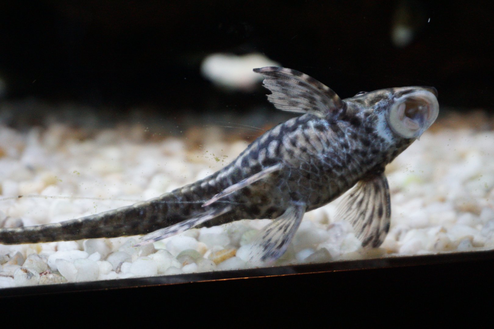 Fish ID? Smithsonian