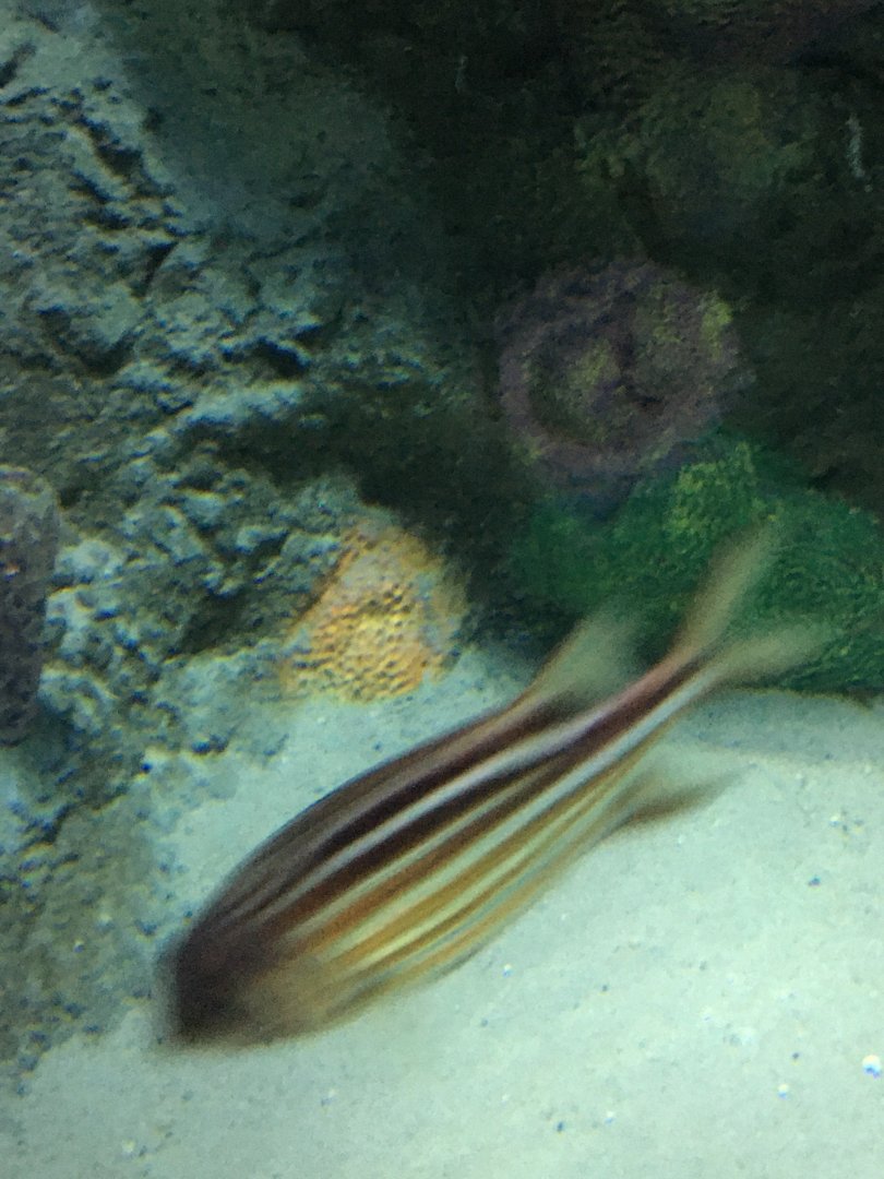 FIsh ID? Sorry For Low Quality
