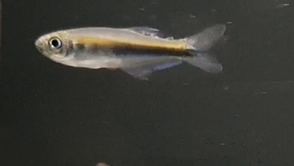 Fish ID ( South American freshwater species )