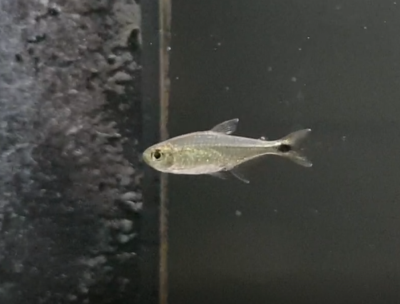 Fish ID ( South American freshwater species )