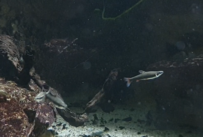 Fish ID - South-american freshwater species