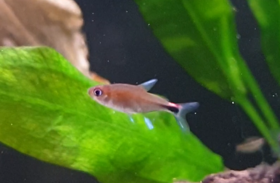 Fish ID - South American freshwater-species