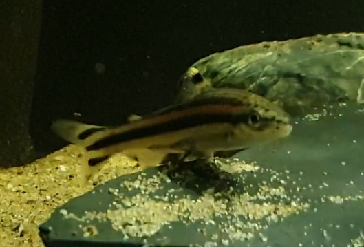 Fish ID - South American freshwater-species