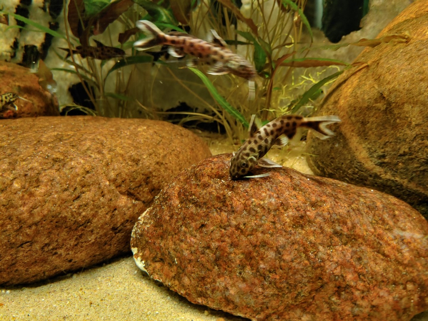 Fish ID? (Synodontis ???)