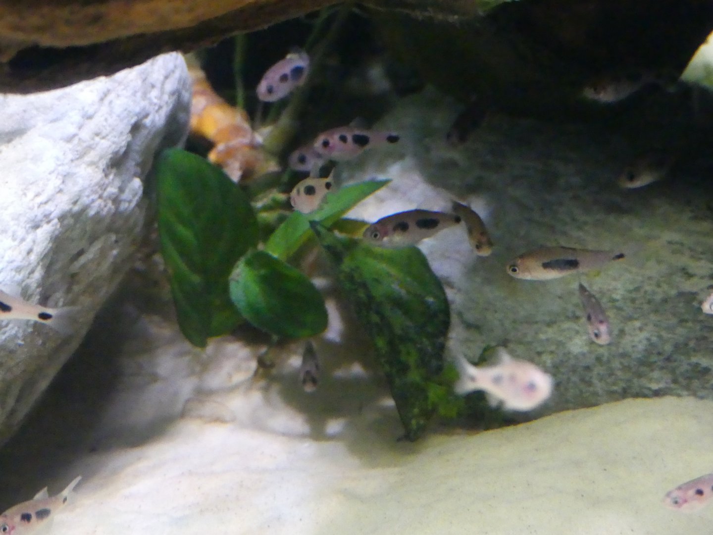 Fish ID - taken at Chester Zoo on 19.02.25