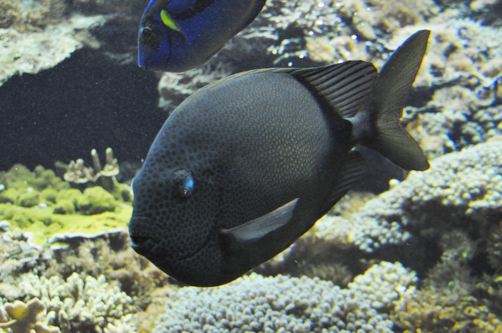 Fish ID - Tiergarten Schönbrunn