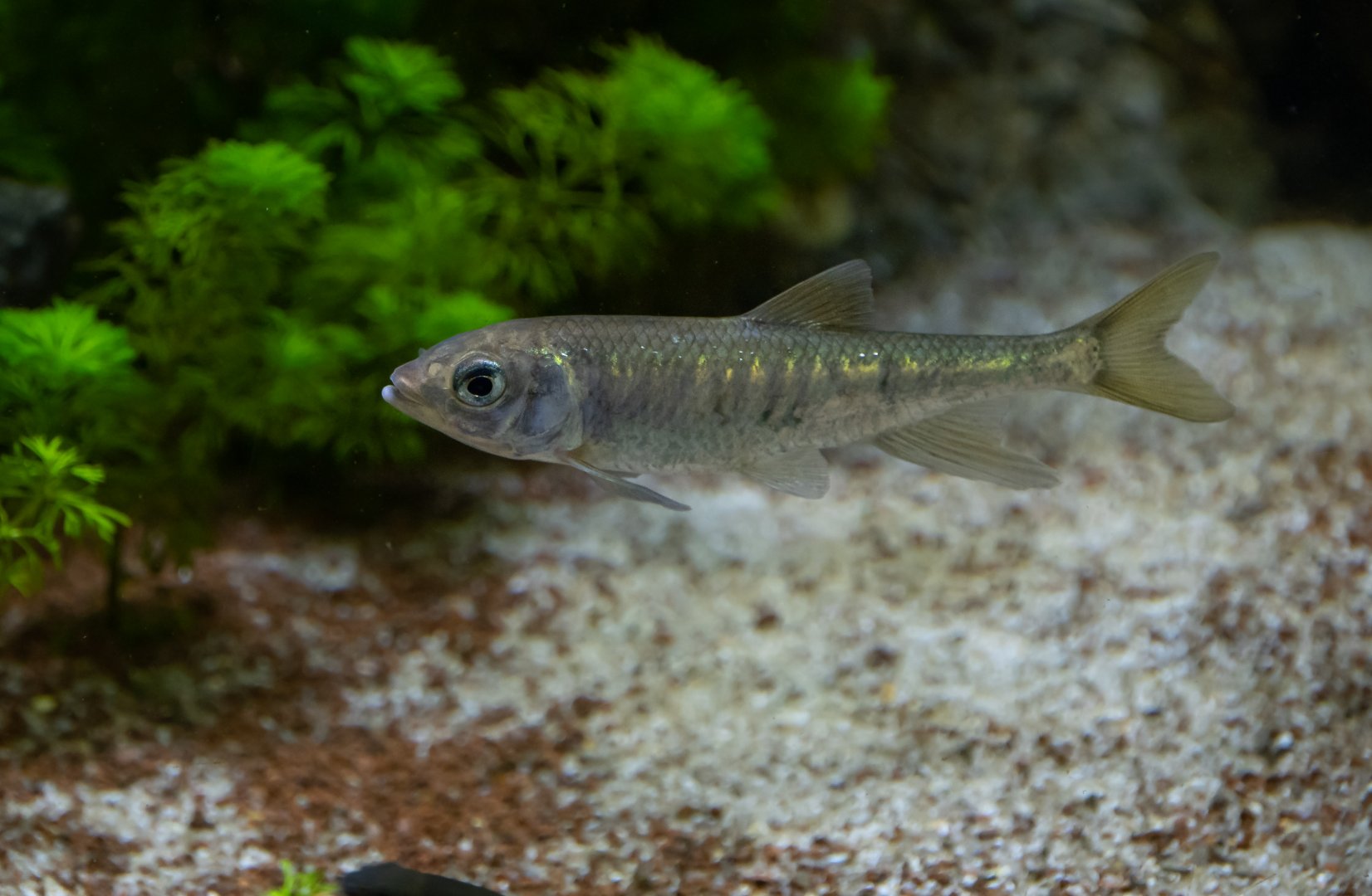Fish ID - Tierpark Chemnitz