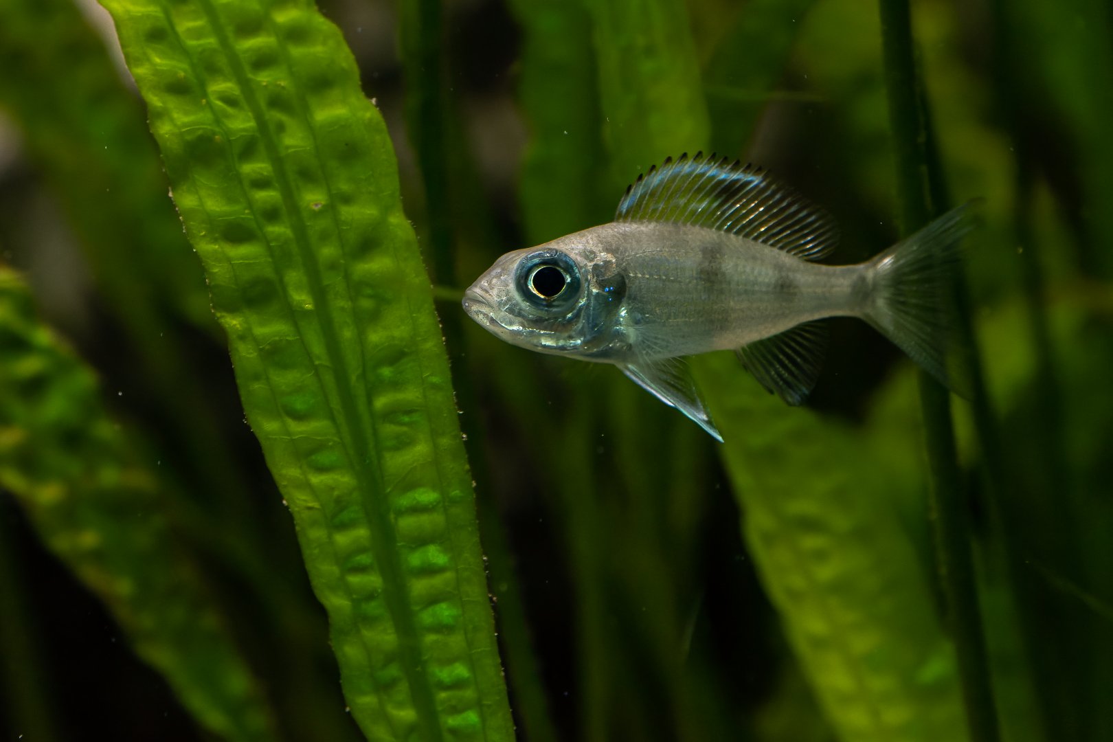 Fish ID - Tierpark Hellabrunn München