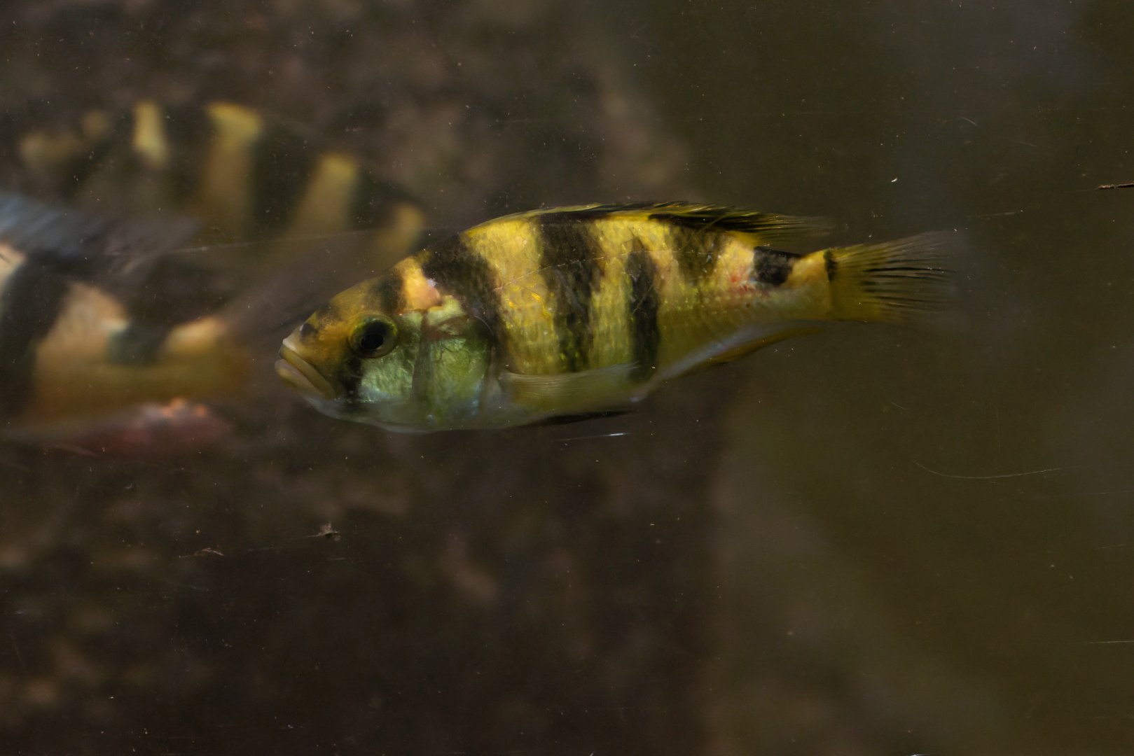 Fish ID - Tierpark Hellabrunn München