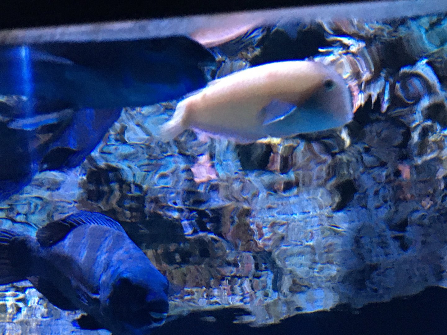 Fish ID? (Top Right)