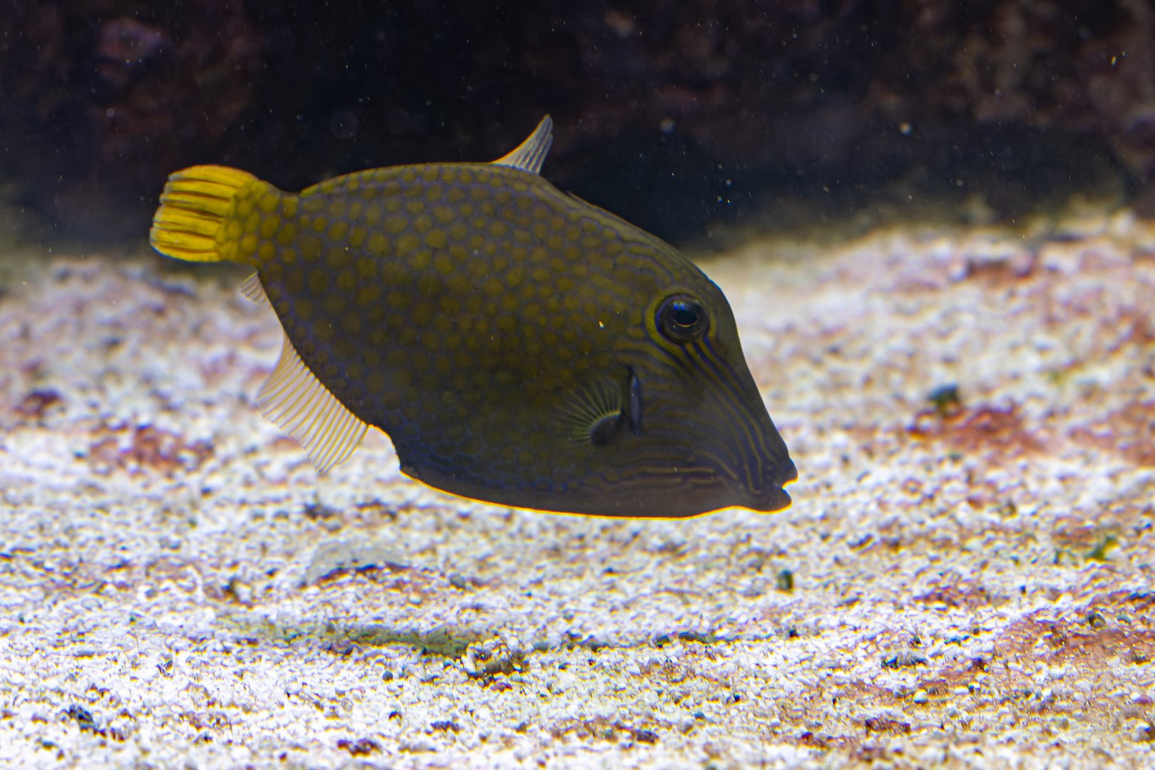 Fish ID - Wilhelma Stuttgart