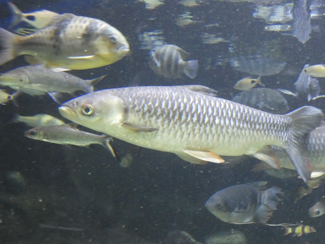 Fish ID? - Zoo Antwerpen
