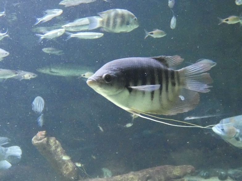 Fish ID? - Zoo Antwerpen