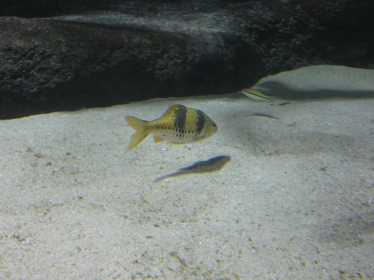 Fish ID? - Zoo Antwerpen