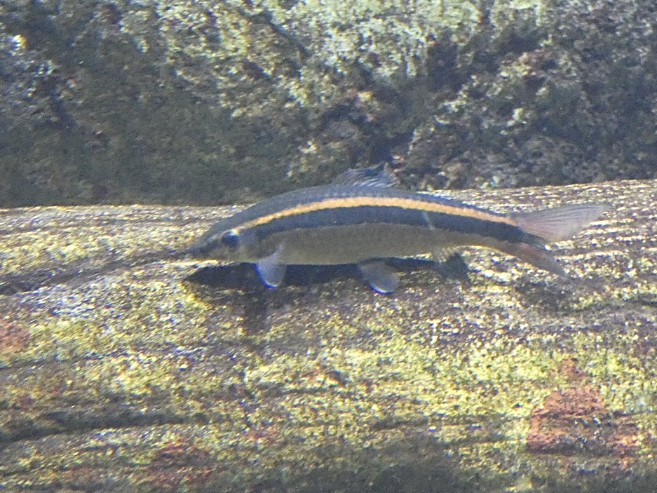 Fish ID? - Zoo Antwerpen