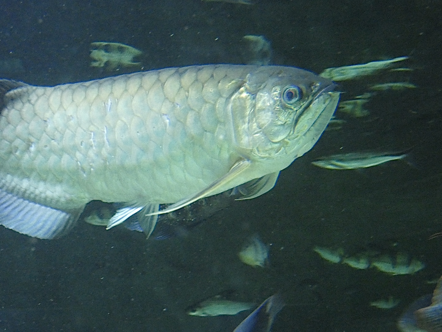 Fish ID? - Zoo Antwerpen