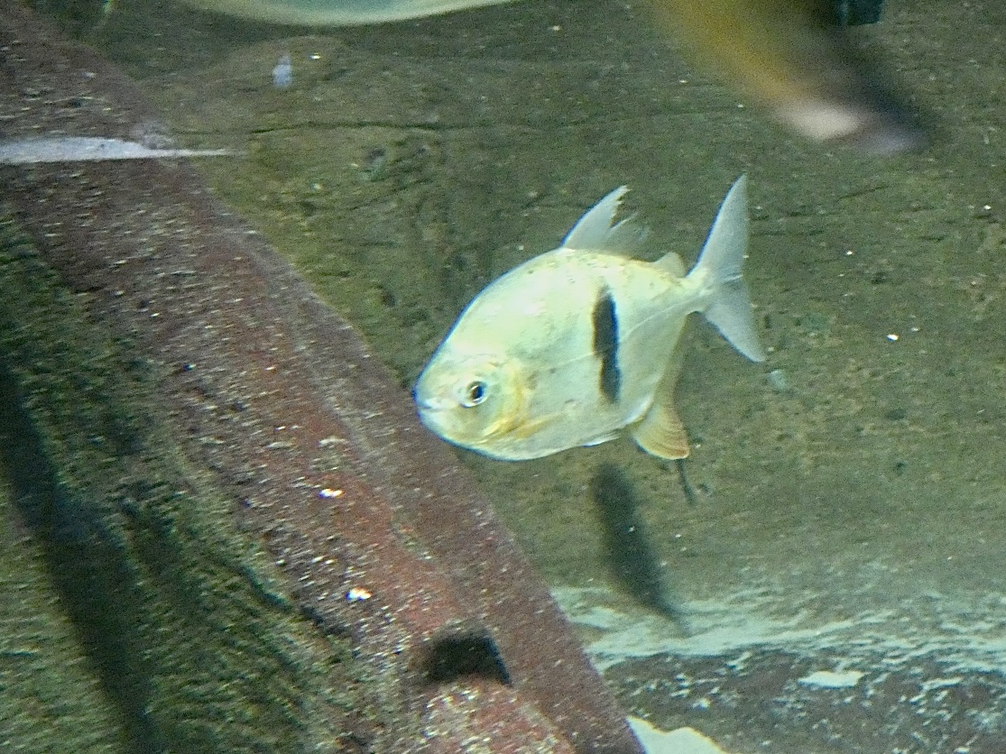 Fish ID? - Zoo Antwerpen